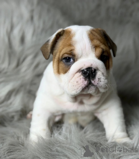 Foto №1. englische bulldogge - zum Verkauf in der Stadt Köln | 350€ | Ankündigung № 178867