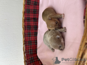 Zusätzliche Fotos: Langhaarige Chihuahua zu verkaufen