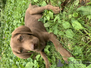 Foto №1. labrador retriever - zum Verkauf in der Stadt Tiflis | Frei | Ankündigung № 61164