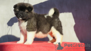 Foto №3. American Akita puppies. Serbien