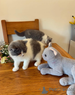 Foto №1. britisch kurzhaar - zum Verkauf in der Stadt Budapest | 350€ | Ankündigung № 153214