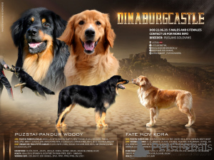 Foto №1. hovawart - zum Verkauf in der Stadt Daugavpils | 2000€ | Ankündigung № 144437