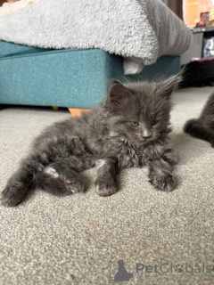 Foto №3. Maine-Coon-Kätzchen. USA