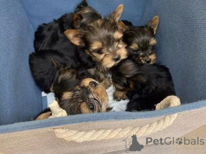 Foto №2 zu Ankündigung № 160035 zu verkaufen yorkshire terrier - einkaufen Rumänien quotient 	ankündigung