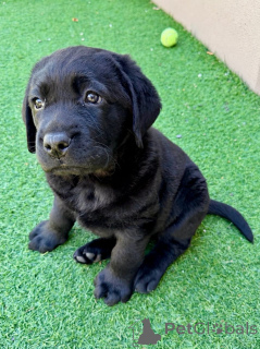 Foto №3. Der bezaubernde Labrador Retriever liebt eine geliebte Familie. Frankreich