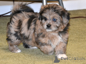 Foto №1.  - zum Verkauf in der Stadt München | 300€ | Ankündigung № 154777