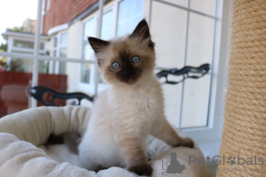 Foto №1. ragdoll-katze - zum Verkauf in der Stadt Sydney | 331€ | Ankündigung № 100550