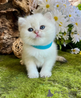 Foto №1. munchkin - zum Verkauf in der Stadt Bayroit | verhandelt | Ankündigung № 162304