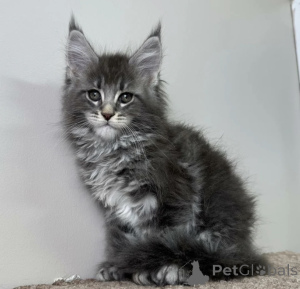 Foto №2 zu Ankündigung № 163716 zu verkaufen maine-coon-katze - einkaufen Deutschland züchter