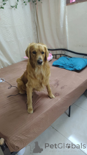 Foto №2. Paarung Service golden retriever. Preis - verhandelt