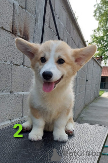 Foto №4. Ich werde verkaufen welsh corgi in der Stadt Zrenjanin. züchter - preis - verhandelt