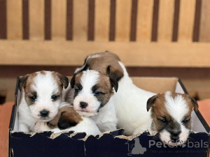 Foto №2 zu Ankündigung № 176340 zu verkaufen jack russell terrier - einkaufen Serbien 
