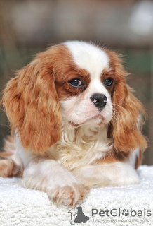 Foto №4. Ich werde verkaufen cavalier king charles spaniel in der Stadt Палм-Бич. quotient 	ankündigung - preis - 1420€