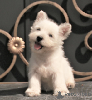 Foto №1. west highland white terrier - zum Verkauf in der Stadt Москва | 1136€ | Ankündigung № 113561