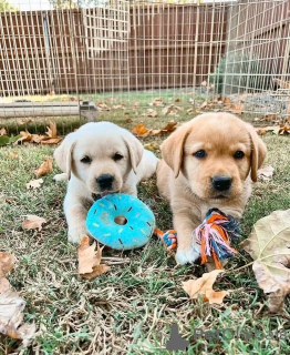 Foto №2 zu Ankündigung № 137135 zu verkaufen golden retriever - einkaufen Deutschland züchter