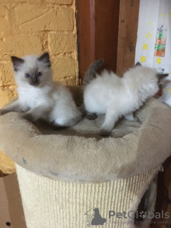 Foto №2 zu Ankündigung № 31245 zu verkaufen ragdoll-katze - einkaufen USA züchter