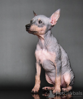 Zusätzliche Fotos: American Hairless Terrier-Welpen