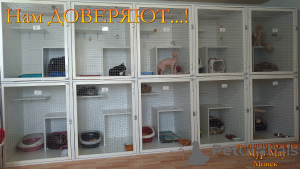 Zusätzliche Fotos: Hotel für Katzen Mur-Meow, Minsk