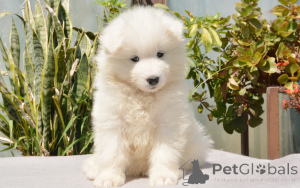 Foto №3. Samojedenpuppy's te koop. Niederlande