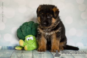 Foto №1. deutscher schäferhund - zum Verkauf in der Stadt Irkutsk | 440€ | Ankündigung № 7902