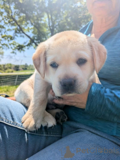 Foto №3. Labrador Retriever Welpen zur Adoption. USA