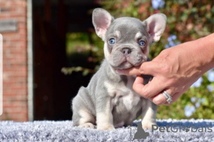 Foto №2 zu Ankündigung № 114547 zu verkaufen französische bulldogge - einkaufen USA züchter