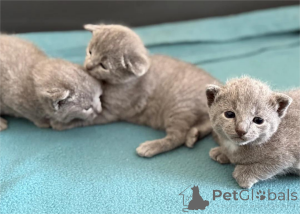 Foto №1. russisch blau - zum Verkauf in der Stadt Kopenhague | 350€ | Ankündigung № 151602