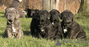 Foto №1. cane corso italiano - zum Verkauf in der Stadt Aalborg | 1€ | Ankündigung № 173409