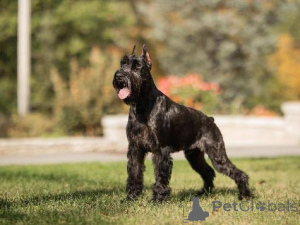 Foto №1. schnauzer - zum Verkauf in der Stadt Borovlyany | 484€ | Ankündigung № 172779