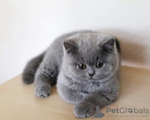 Foto №1. american shorthair - zum Verkauf in der Stadt München | 100€ | Ankündigung № 100446