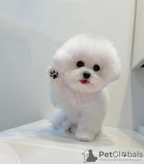 Foto №3. Bichon frise. Tschechische Republik