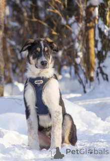 Foto №2 zu Ankündigung № 165827 zu verkaufen mischlingshund - einkaufen Russische Föderation quotient 	ankündigung