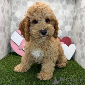 Foto №2 zu Ankündigung № 163936 zu verkaufen  - einkaufen Großbritannien quotient 	ankündigung