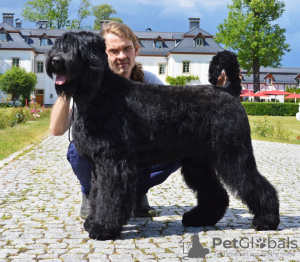 Foto №2 zu Ankündigung № 99694 zu verkaufen russischer schwarzer terrier - einkaufen Polen züchter