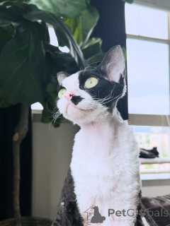 Foto №1. devon rex - zum Verkauf in der Stadt Helsinki | 550€ | Ankündigung № 169155