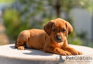 Foto №4. Ich werde verkaufen rhodesian ridgeback in der Stadt Москва. vom kindergarten - preis - 1420€