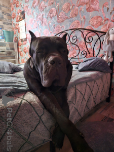 Foto №3. Wir bieten Welpen Kane Corso an. Weißrussland