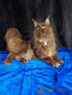 Foto №2 zu Ankündigung № 169055 zu verkaufen maine-coon-katze - einkaufen Russische Föderation quotient 	ankündigung