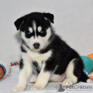 Foto №2 zu Ankündigung № 45615 zu verkaufen siberian husky - einkaufen USA quotient 	ankündigung