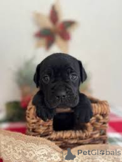 Foto №3. Cane Corso-Welpen zum Verkauf. Belgien