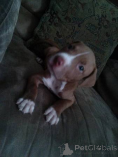 Foto №1. american bulldog - zum Verkauf in der Stadt Rüdersdorf | 400€ | Ankündigung № 139168