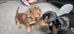 Foto №1. dackel - zum Verkauf in der Stadt Lissabon | 700€ | Ankündigung № 165981