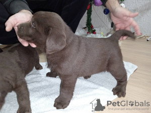 Foto №2 zu Ankündigung № 128250 zu verkaufen labrador retriever - einkaufen Serbien 