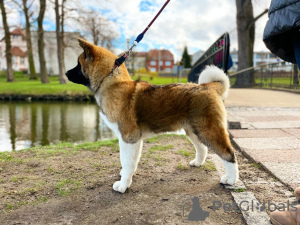 Foto №2 zu Ankündigung № 43974 zu verkaufen amerikanischer akita - einkaufen Polen züchter
