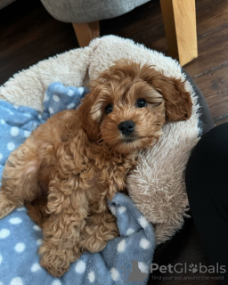 Foto №3. Cavapoo Welpen zur Adoption. Australien
