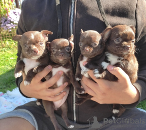 Foto №3. Chihuahua Mädchen und Jungen. Deutschland