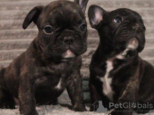 Foto №2 zu Ankündigung № 132707 zu verkaufen französische bulldogge - einkaufen Deutschland 