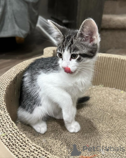 Foto №1. hauskatze - zum Verkauf in der Stadt München | 500€ | Ankündigung № 150617