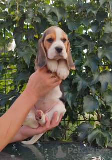 Foto №1. beagle - zum Verkauf in der Stadt Бердянск | 350€ | Ankündigung № 68895