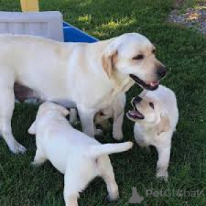 Foto №1. labrador retriever - zum Verkauf in der Stadt Brüssel | 700€ | Ankündigung № 165232